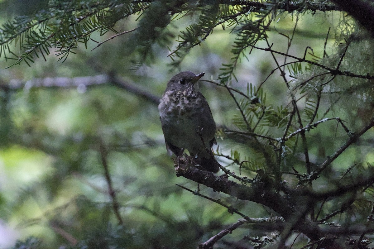 Bicknell's Thrush - ML641054270
