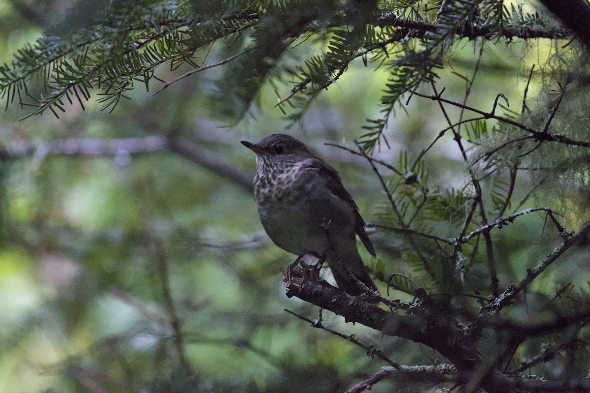 Bicknell's Thrush - ML641054271