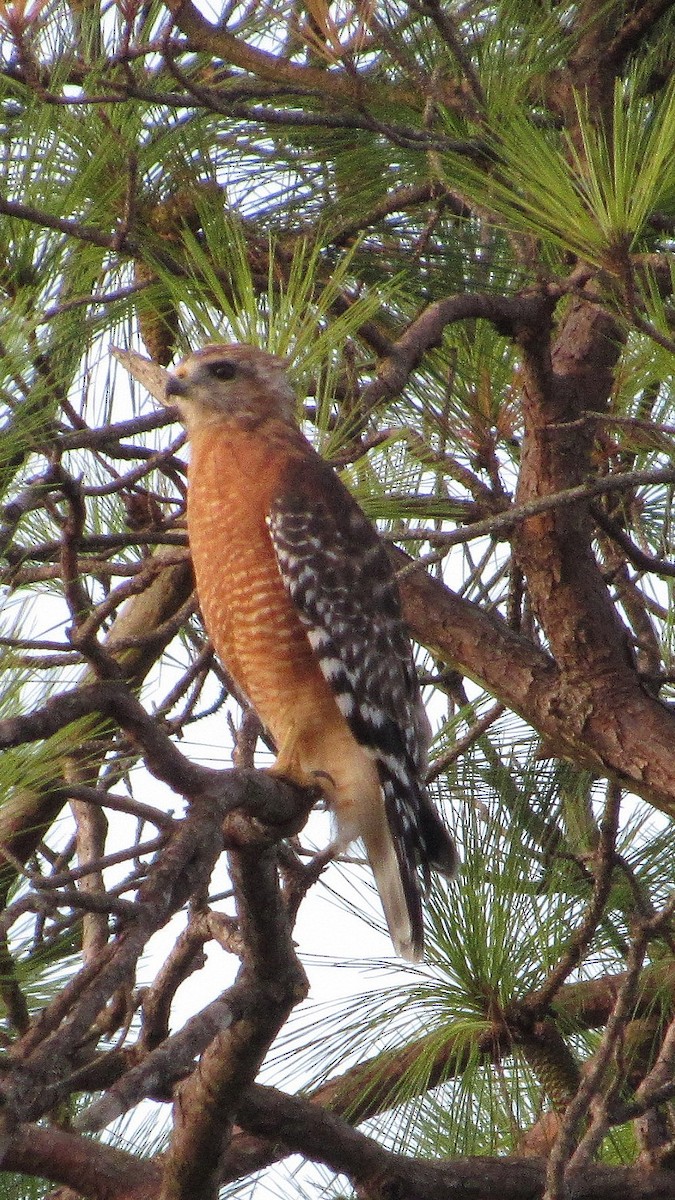 Red-shouldered Hawk - ML641054272