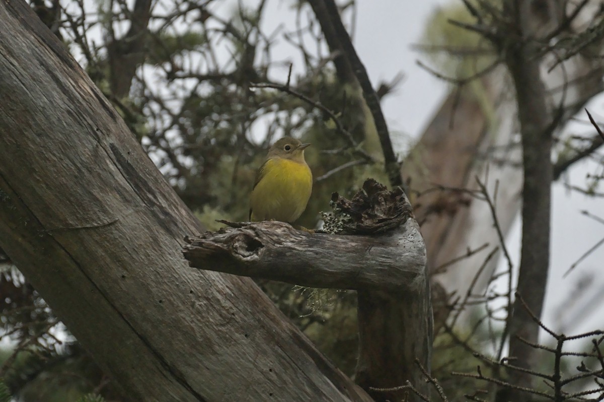 Nashville Warbler - ML641054275