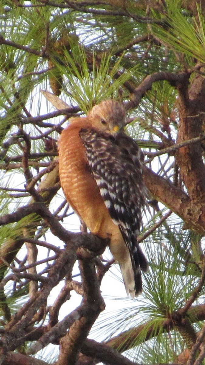 Red-shouldered Hawk - ML641054276