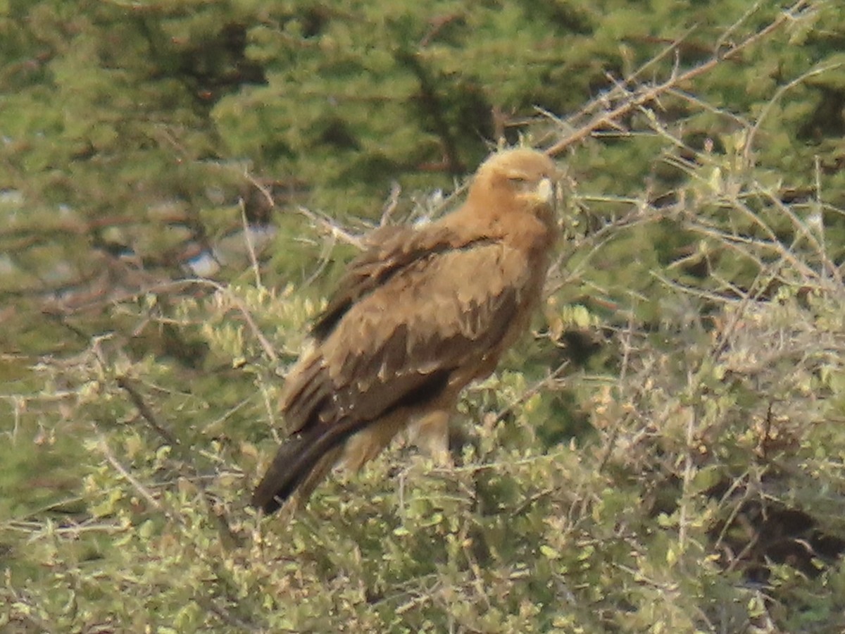 Tawny Eagle - ML641054279
