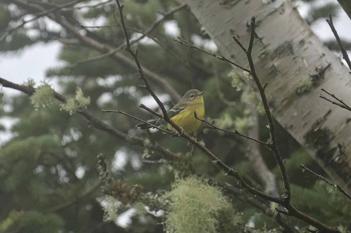 Magnolia Warbler - ML641054280