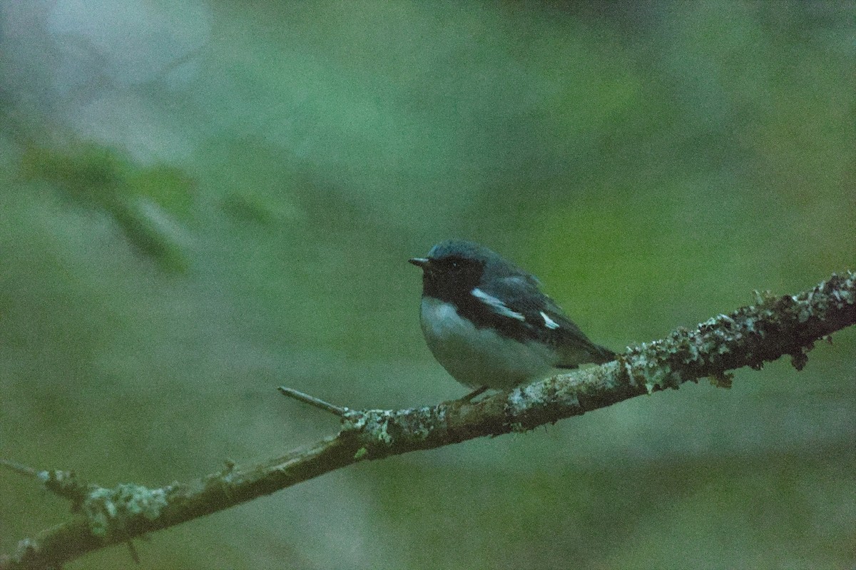 Black-throated Blue Warbler - ML641054292