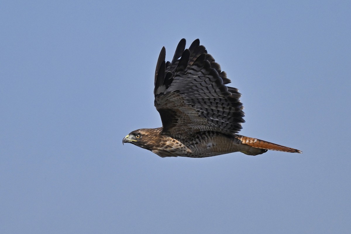 Red-tailed Hawk - ML641054308
