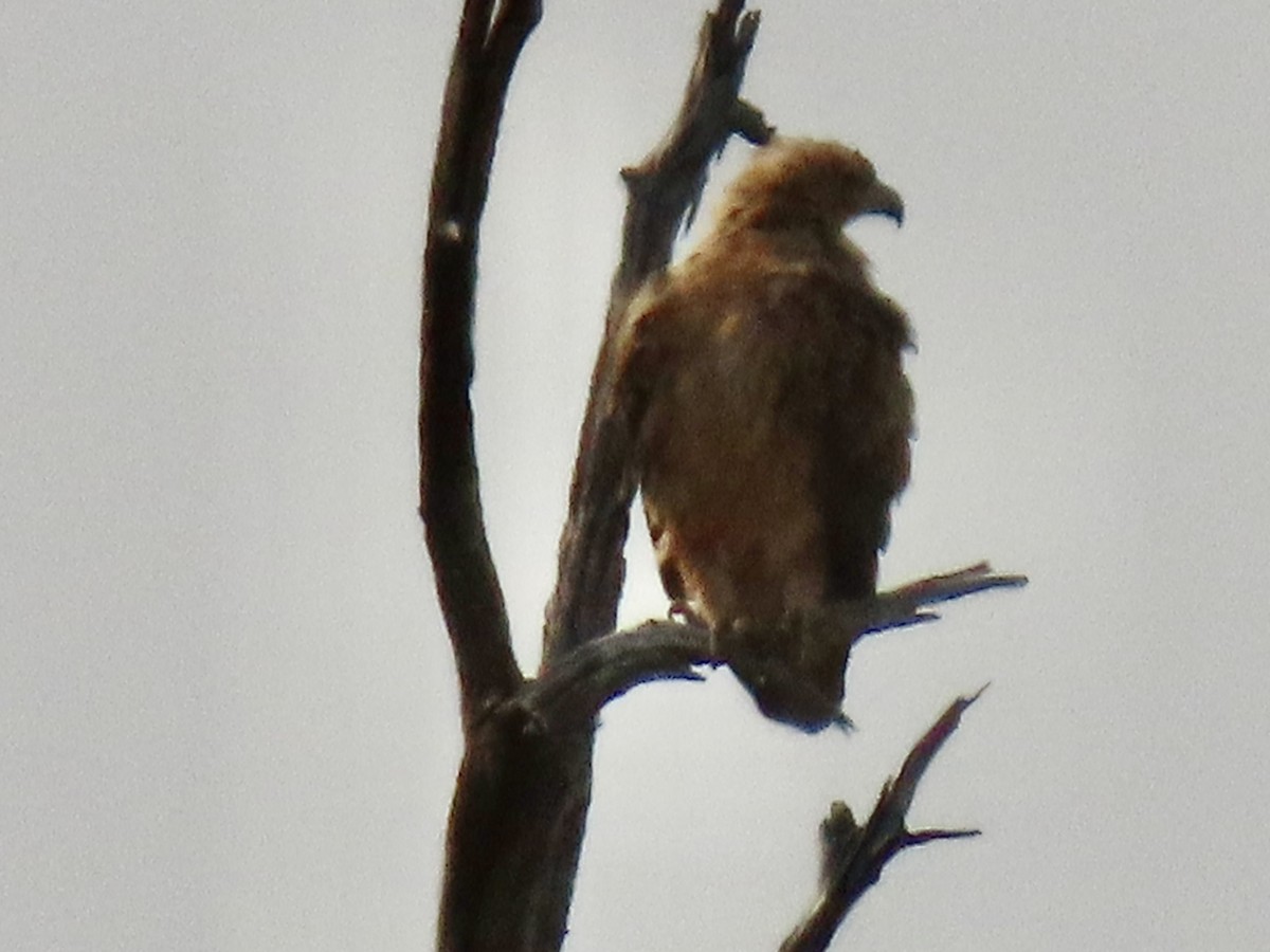 Tawny Eagle - ML641054338