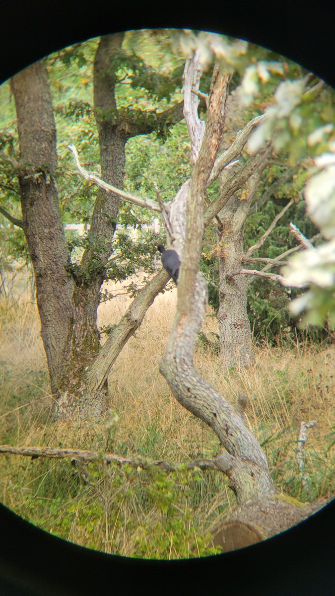 Picchio nero - ML641054340