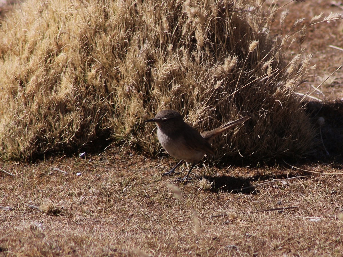 Cordilleran Canastero - ML641054344