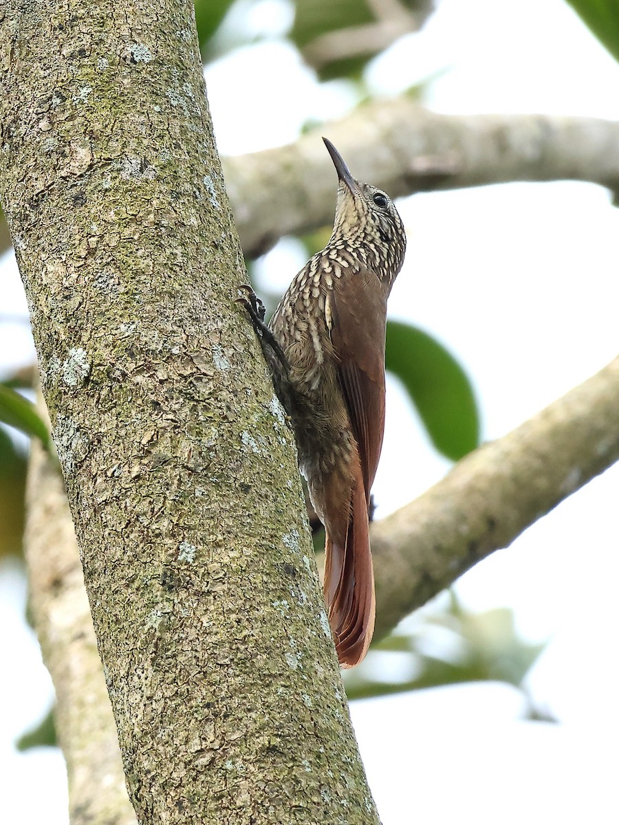 Montane Woodcreeper - ML641054347