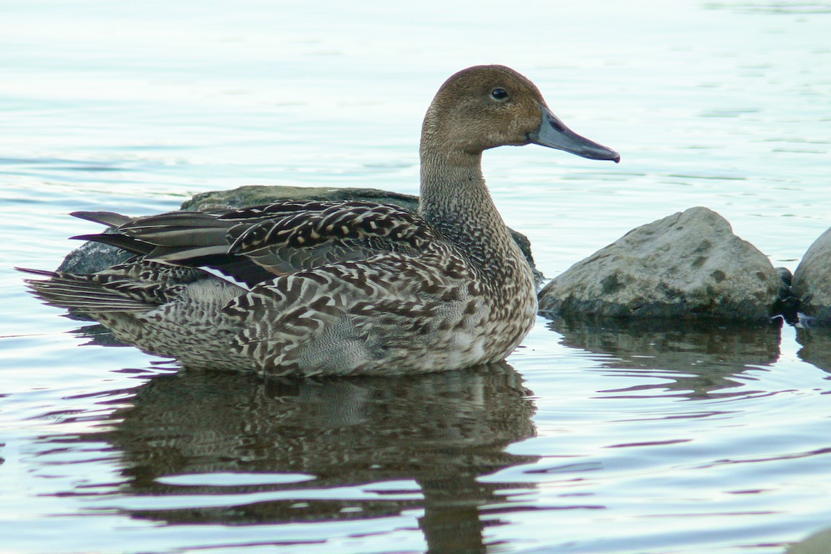 Northern Pintail - ML641054381