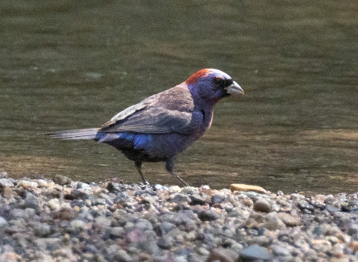 Varied Bunting - ML641054450