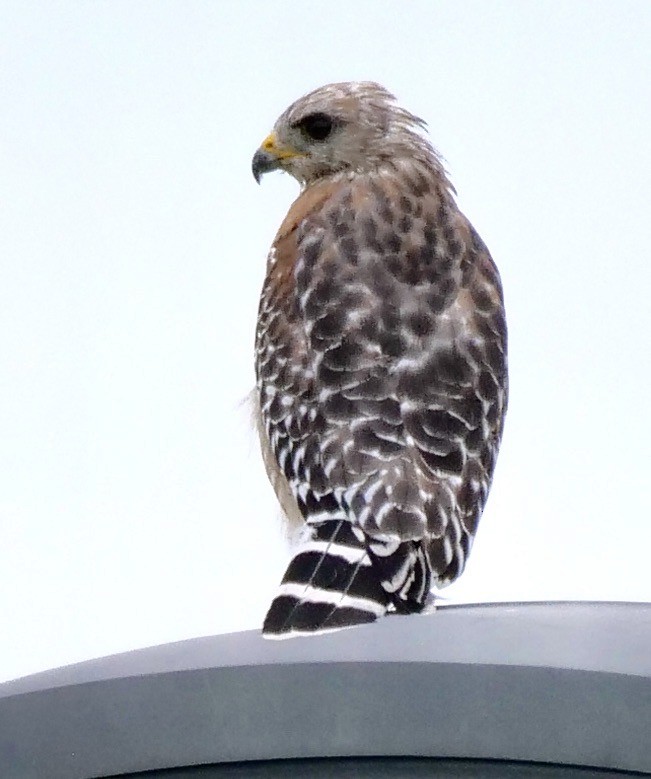 Red-shouldered Hawk - ML641054473