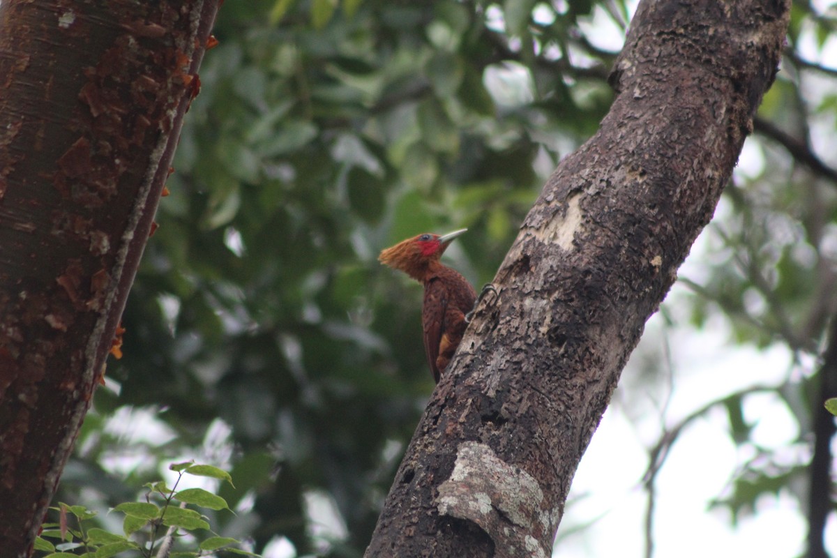 Chestnut-colored Woodpecker - ML641054478