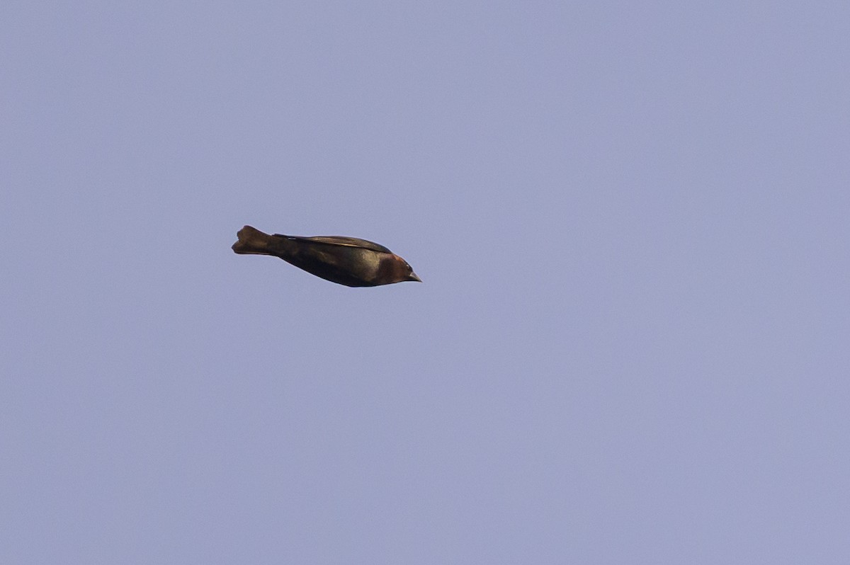 Brown-headed Cowbird - ML641054560