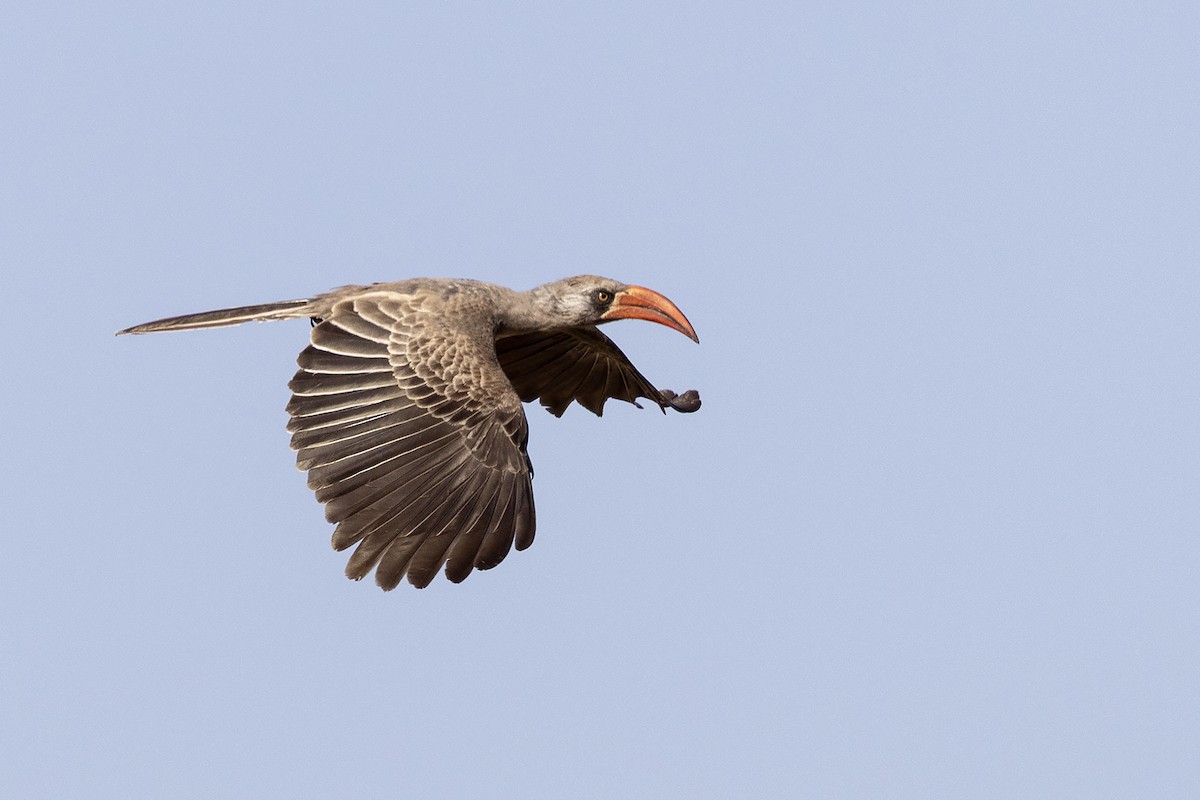 Bradfield's Hornbill - ML641054564