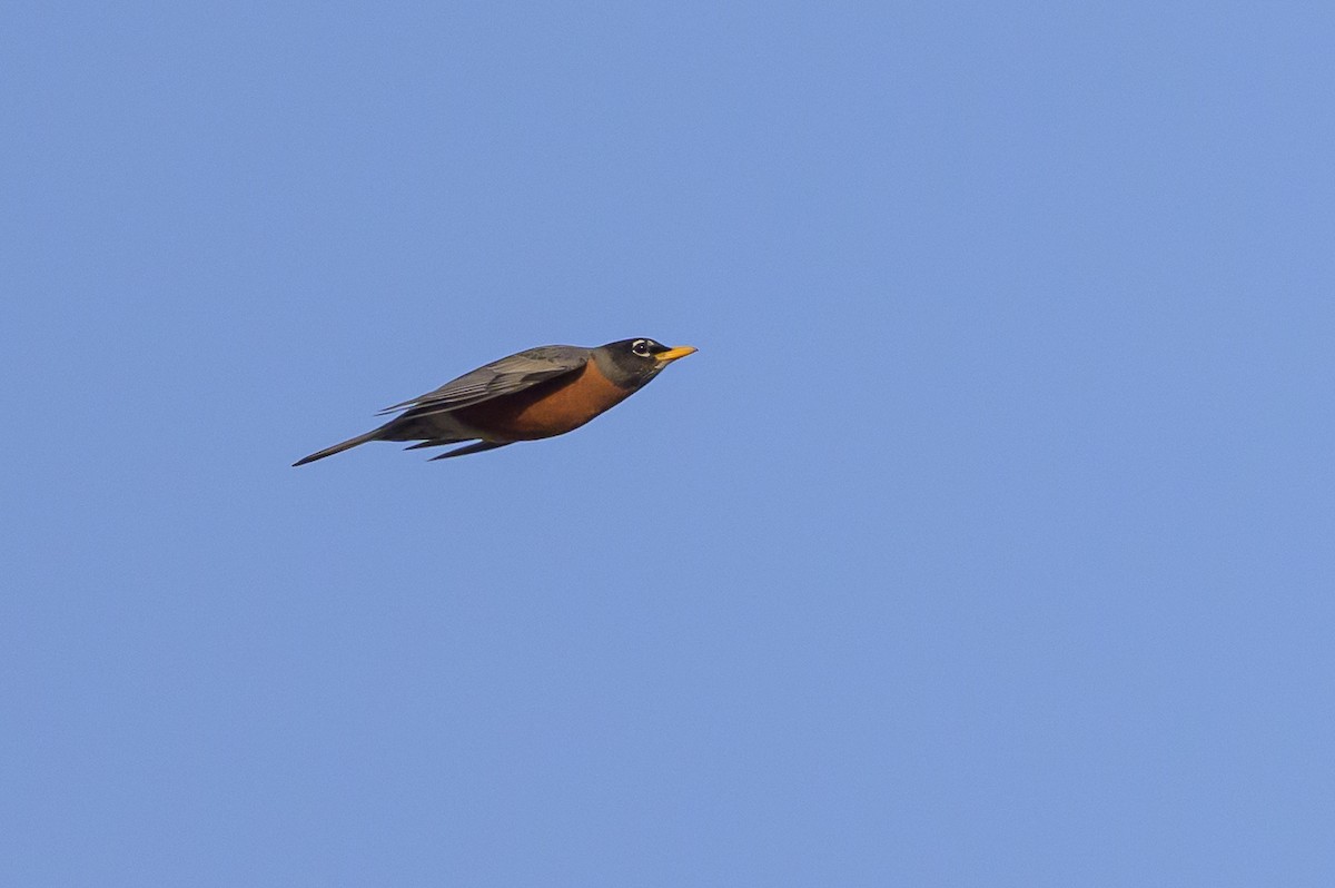 American Robin - ML641054565