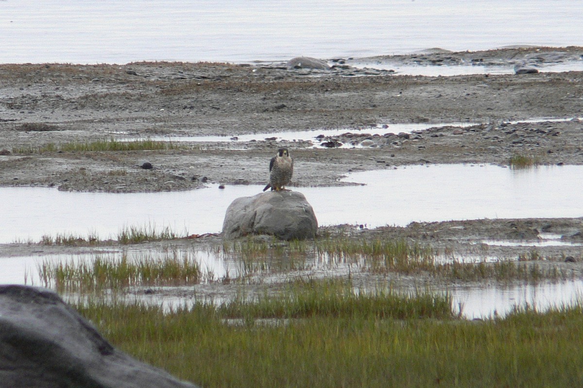 Peregrine Falcon - ML641054640