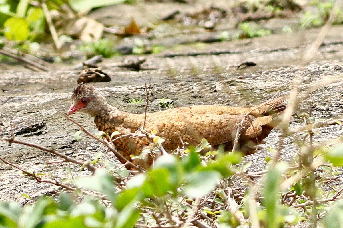 Red Spurfowl - ML641054672