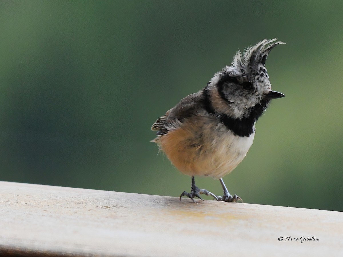 Mésange huppée - ML641054686