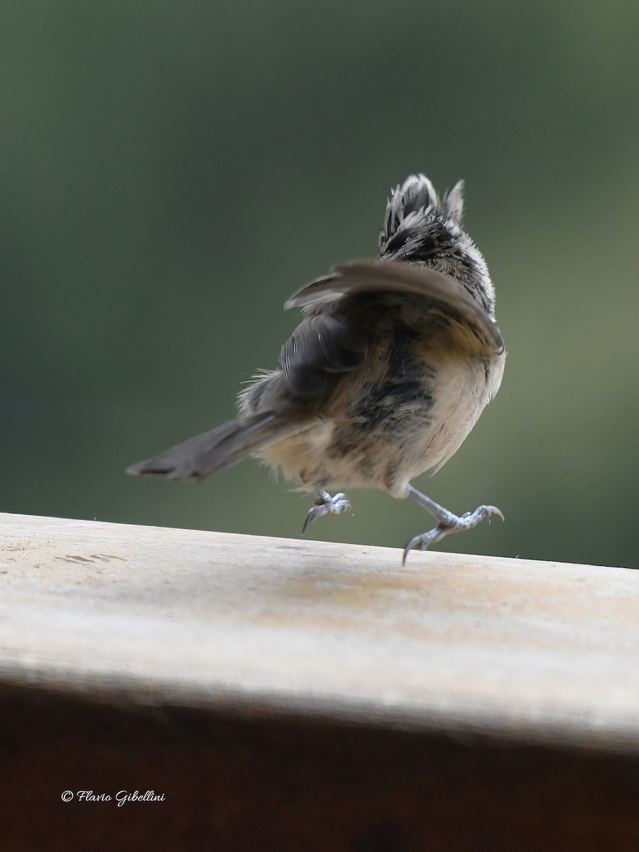 Mésange huppée - ML641054687