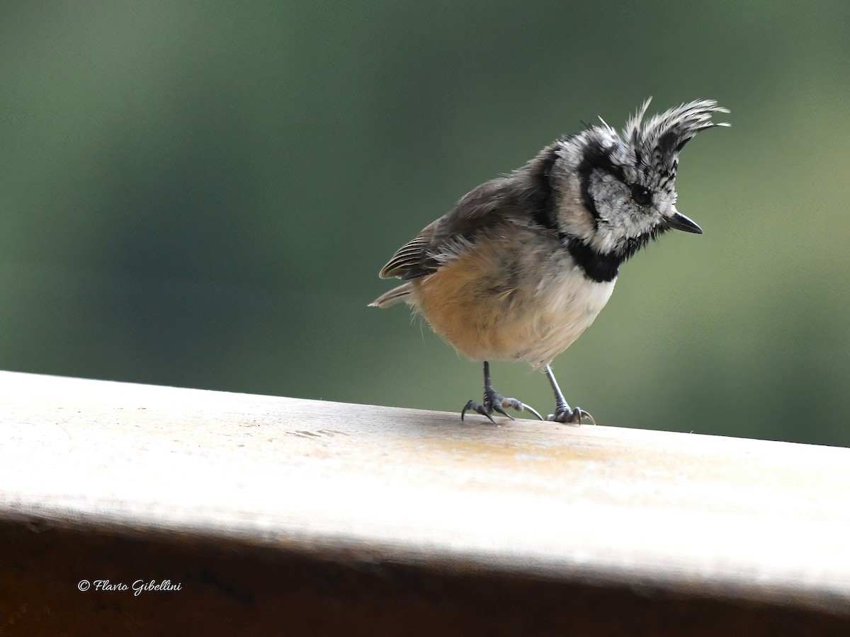 Mésange huppée - ML641054688