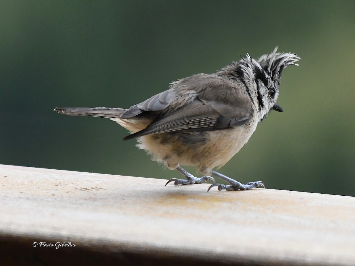 Mésange huppée - ML641054689