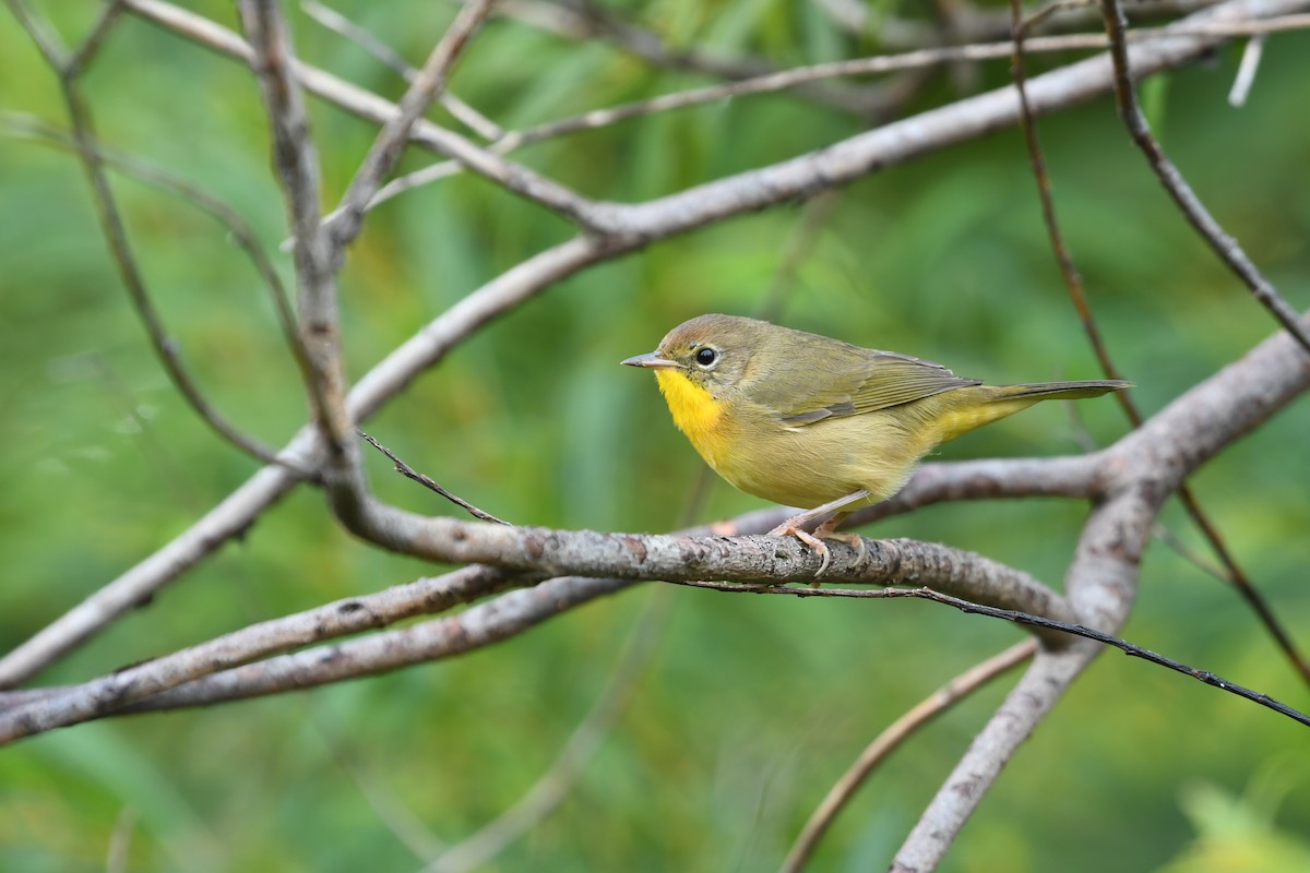 Common Yellowthroat - ML641054693