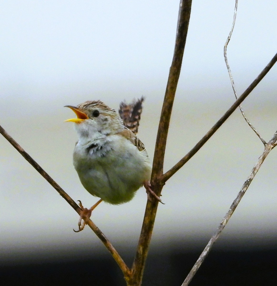 Grass Wren - ML641054700