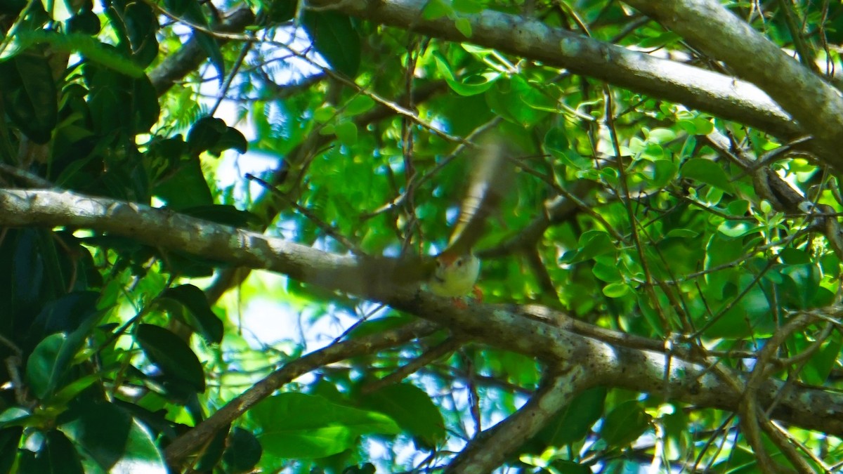 Common Tailorbird - ML641054716
