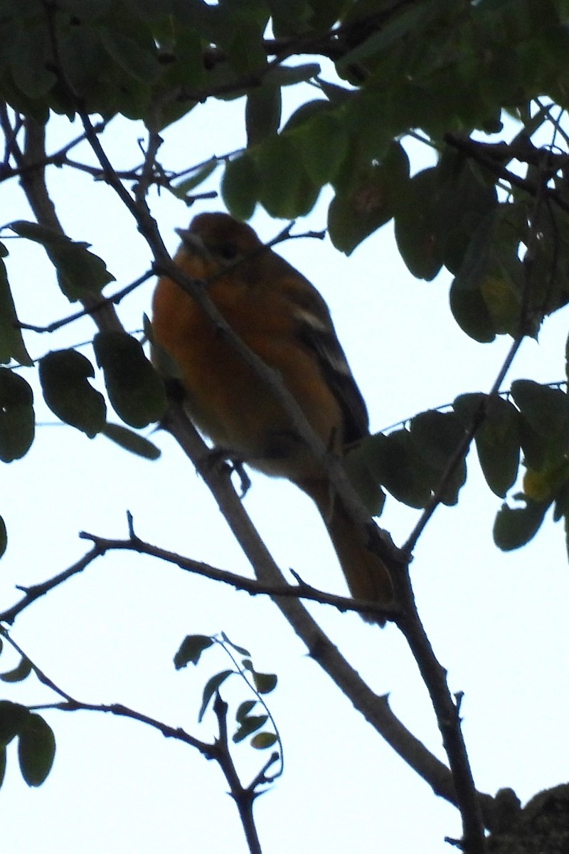 Baltimore Oriole - ML641054727