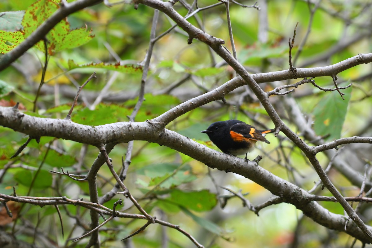 American Redstart - ML641054736