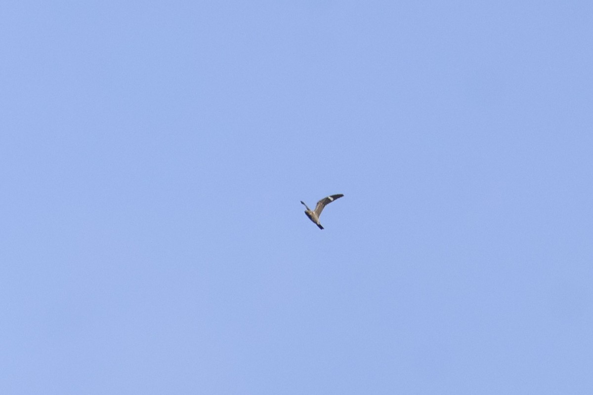 Common Nighthawk - ML641054761