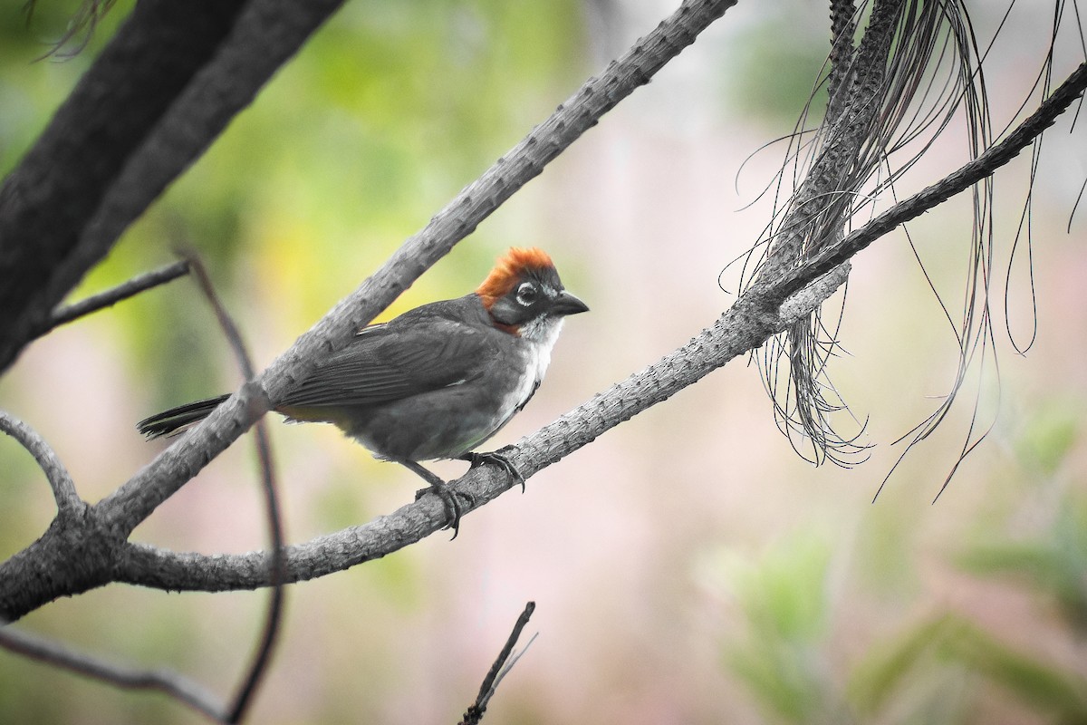 Rusty-crowned Ground-Sparrow - ML641054772