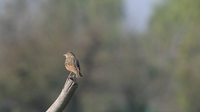 Bengal Bushlark - ML641054788