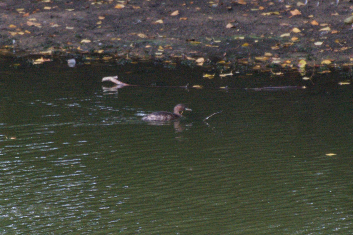 Little Grebe - ML641054822
