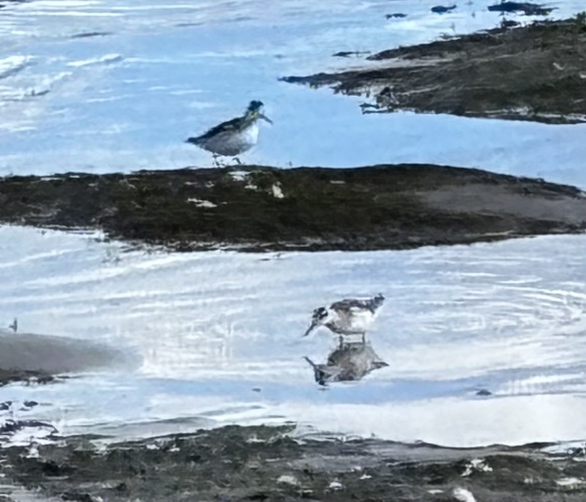 紅領瓣足鷸 - ML641054845