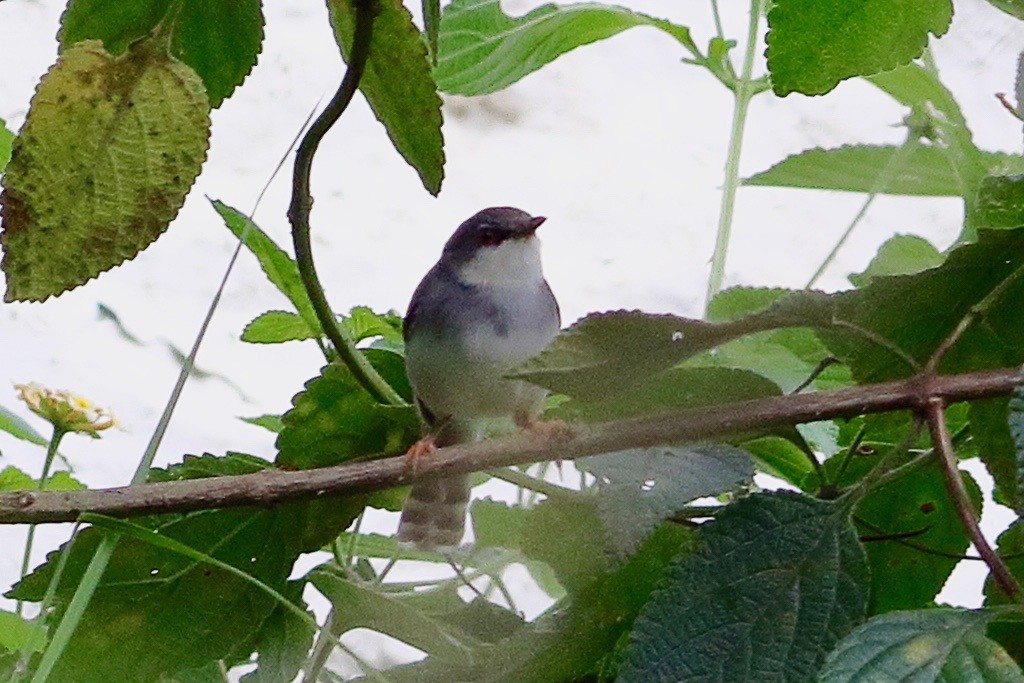 Prinia de Hodgson - ML641054851