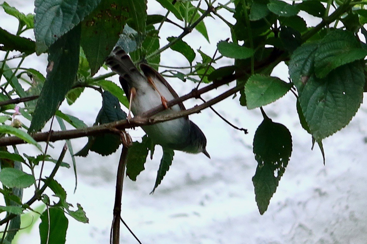 Prinia de Hodgson - ML641054852