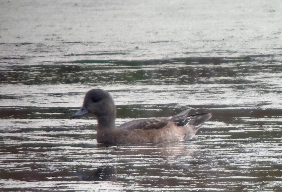 American Wigeon - ML641054889