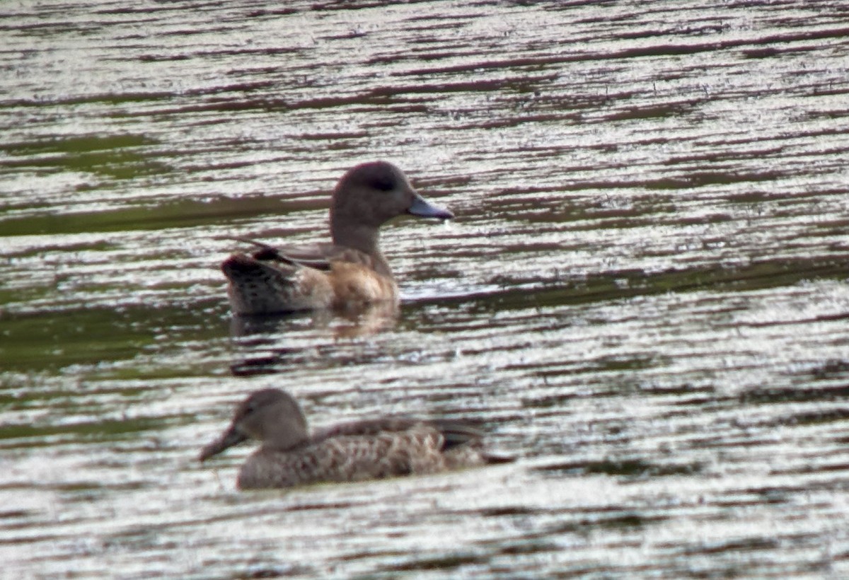 American Wigeon - ML641054891
