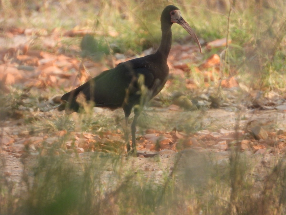 Ibis à face nue - ML641054909