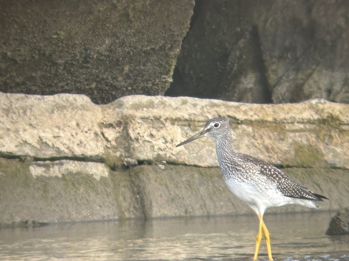 Greater Yellowlegs - ML641054916