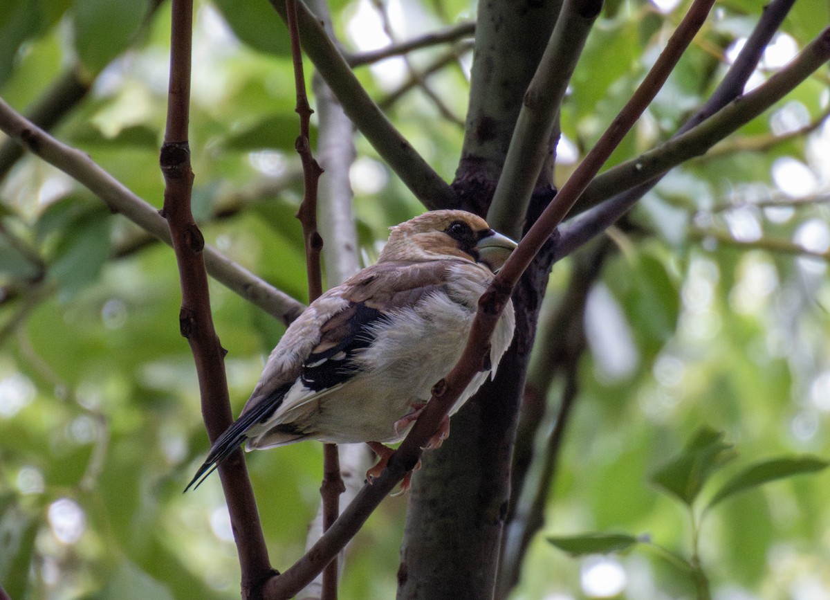 Yellow-billed Grosbeak - ML641054942