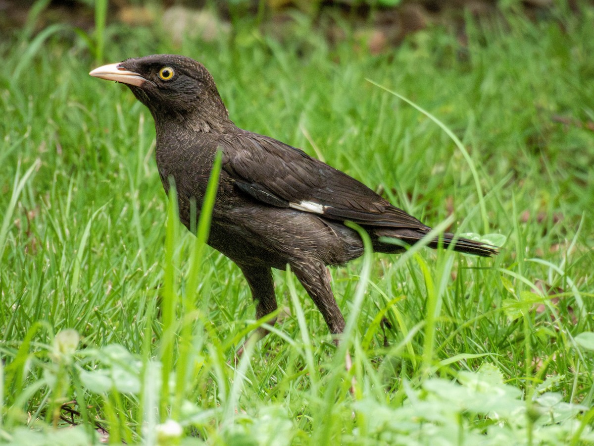 Crested Myna - ML641054947