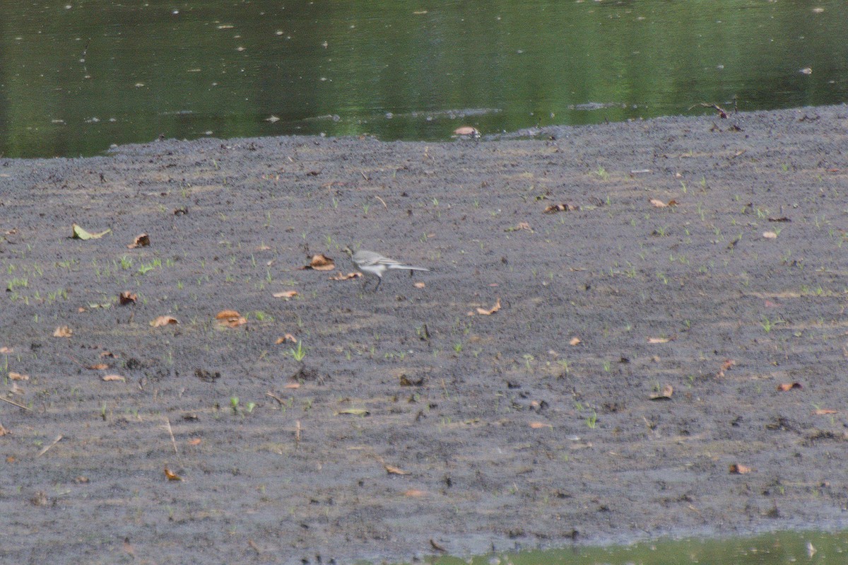 White Wagtail - ML641054955