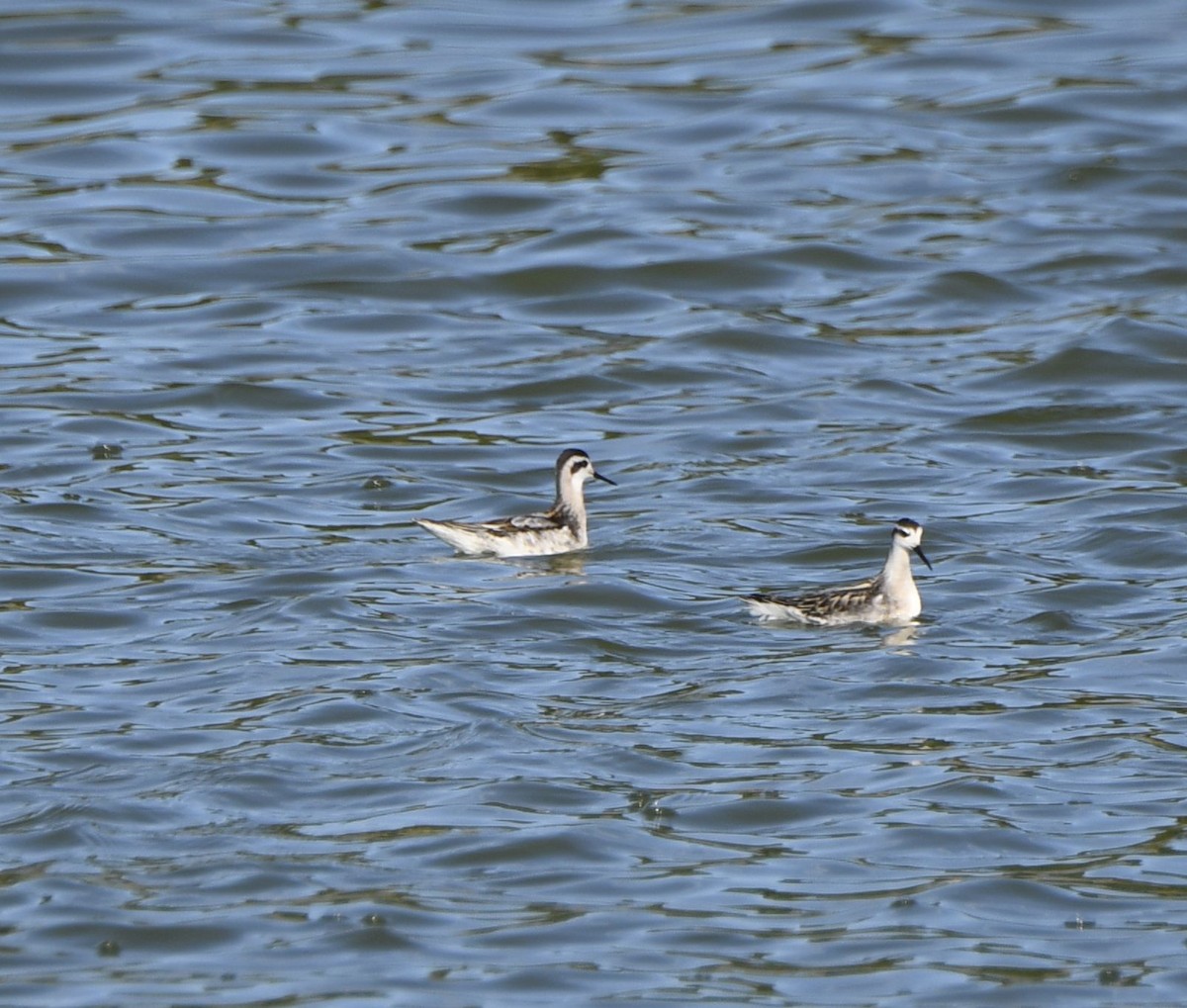 Red-necked Phalarope - ML641054988