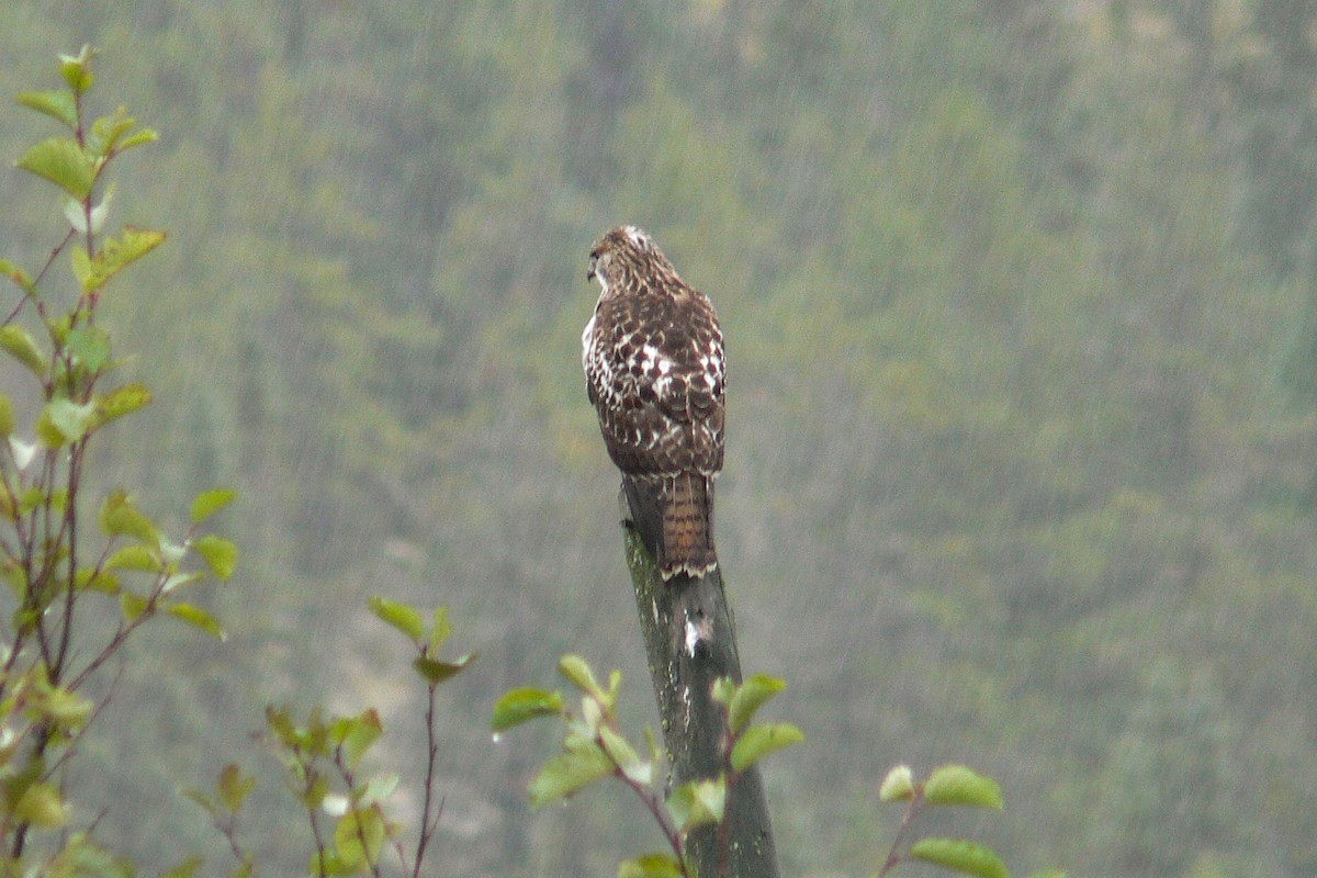Red-tailed Hawk - ML641054991