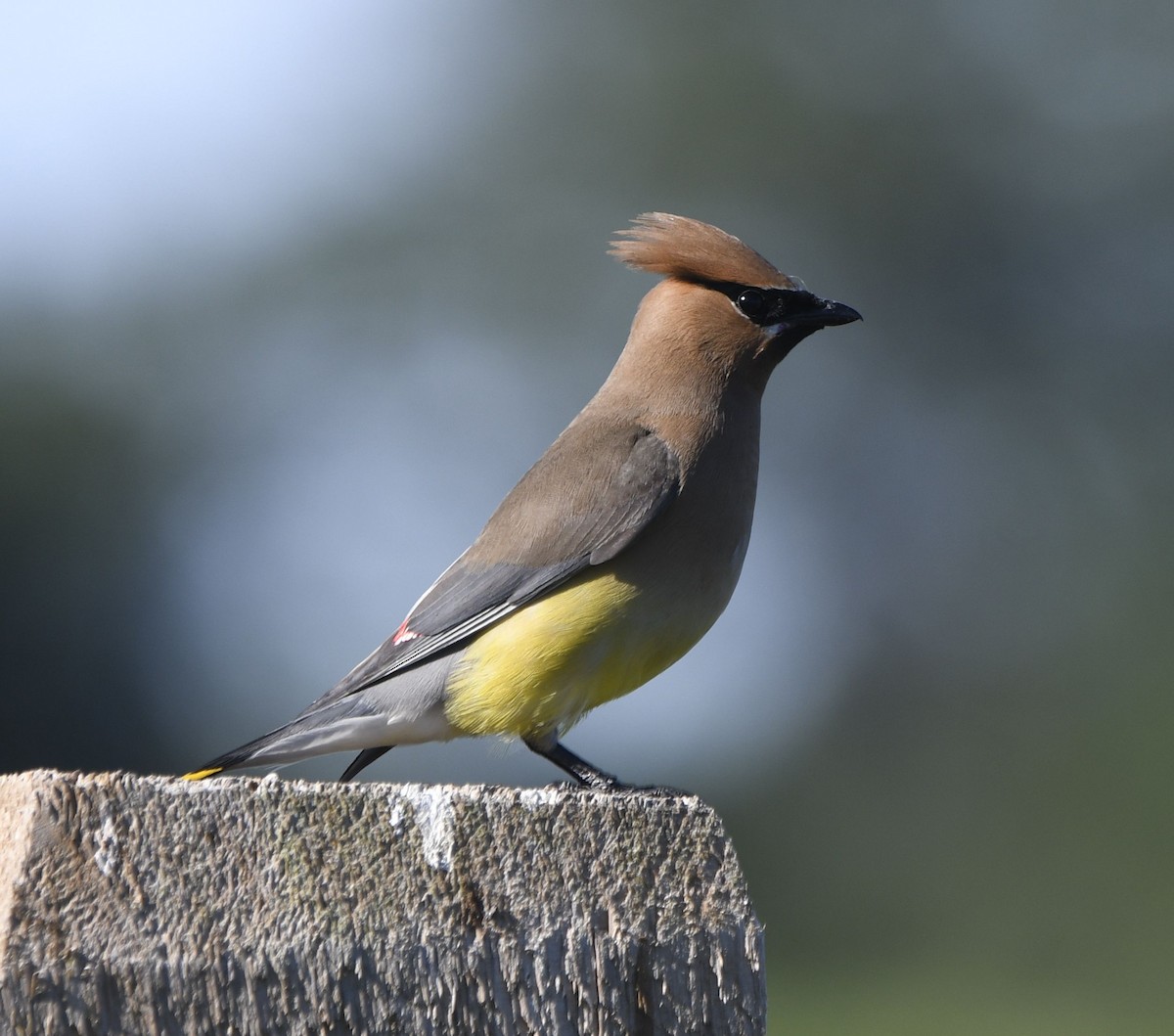 Cedar Waxwing - ML641055019