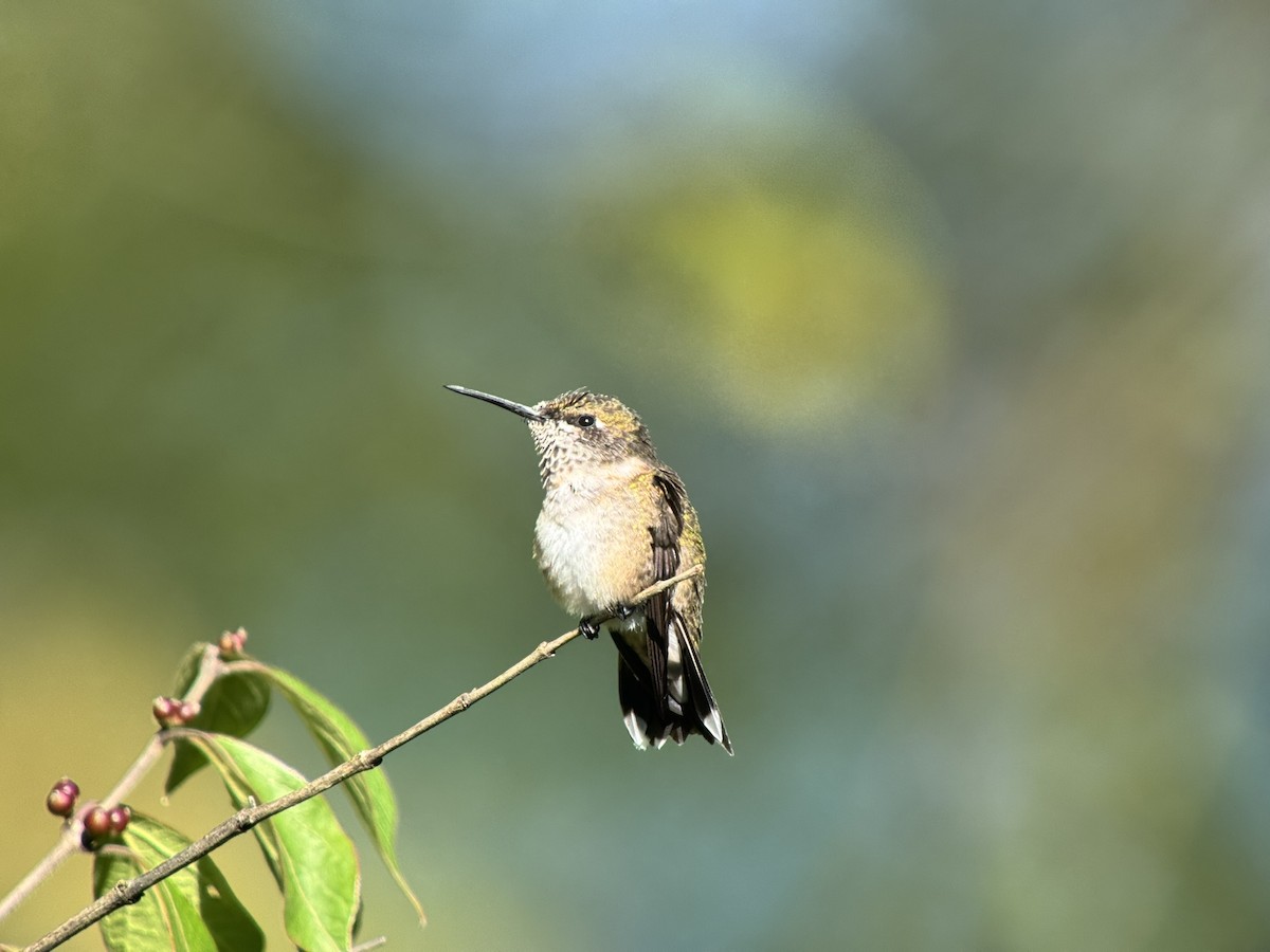 Colibri à gorge rubis - ML641055034