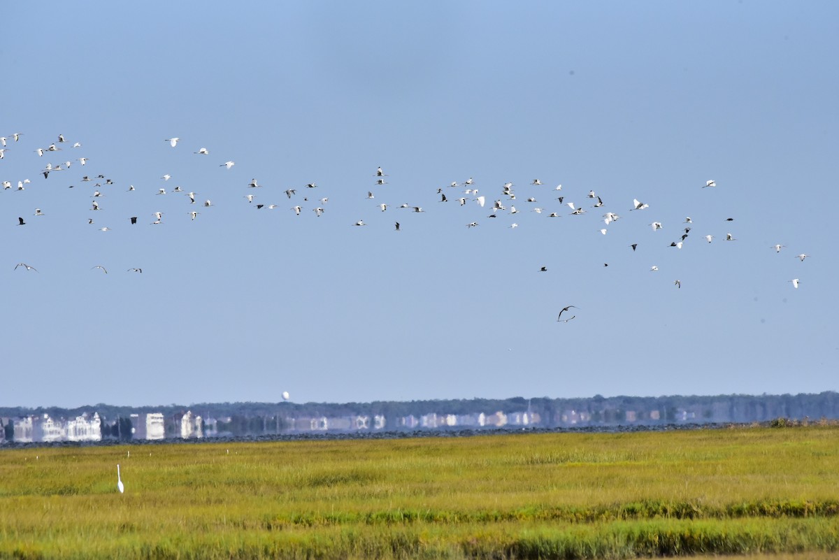 ibis bílý - ML641055072